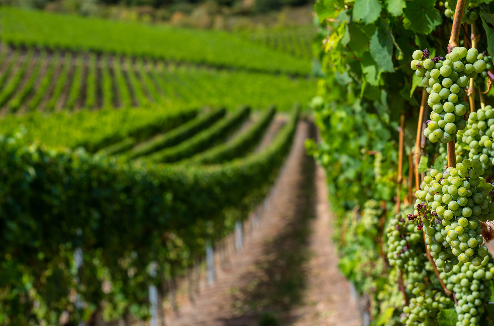 WHERE EVERY BOTTLE TELLS A STORY