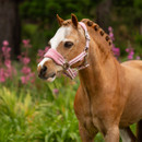 A chestnut horse with a braided mane wears a pink halter, set against a backdrop of colourful flowers and greenery.