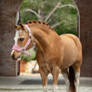 A chestnut horse with a white blaze wears a pink halter, standing gracefully in an arched entrance, surrounded by greenery.
