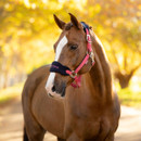 A chestnut horse wearing a pink and navy headcollar with “LeMieux” embroidered on the noseband, standing on a tree-lined path with golden autumn foliage in the background.
