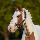 A close-up of a white and brown pinto horse wearing a light purple and dark purple halter embroidered with “LeMieux,” standing outdoors with neatly braided mane and a blurred green background.