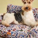 Wire fox terrier relaxing on a Joules sofa-style dog bed with vibrant floral patterned fabric and cushioned support.