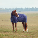 Chestnut horse wearing a blue blanket stands in a grassy field with a distant tree line. The scene feels calm and pastoral.