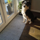 A black and white dog sits on a geometric patterned rug by glass doors, with sunlight casting shadows on the wooden floor and a plant in the background.