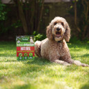A curly-haired dog lies on a sunny lawn beside a box of Westland MossMaster Natural moss remover. The setting is bright, conveying a cheerful tone.