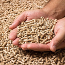 Hands holding Traeger Mesquite hardwood pellets showing pellet size and texture