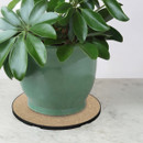 Green potted houseplant sitting on a round cork surface protector mat with a black rim, placed on a light marble countertop.