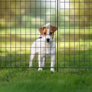 Small brown-and-white dog standing on grass behind a black metal grid fence panel outdoors.
