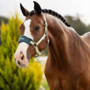 Brown horse with braided mane and white facial markings, wearing a green halter. It stands outdoors against a blurred background of greenery.