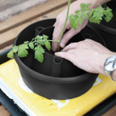 Tomato plant being positioned into the central planting section of the Plant Halo pot.