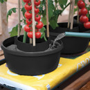Black Plant Halo pot watering system in use with tomato plants, showing water being poured into the outer reservoir.