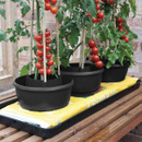 Three Plant Halo pots arranged on a grow bag tray, supporting mature tomato plants with bamboo canes.
