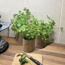 Herb plants in small jute pot covers on a kitchen worktop, with freshly cut herbs on a chopping board.