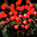 Close-up of red globe LED string lights woven through green foliage, creating a vibrant festive lighting display for Christmas trees, gardens, patios or seasonal decorations.