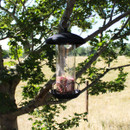 Black tube bird feeder with a clear seed reservoir and domed weatherproof roof, hanging from a tree branch in a garden setting.