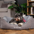 Grey Schnauzer relaxing in a grey Scruffs Thermal Box Bed with raised sides and a lowered front entrance.