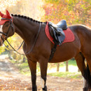 Brown horse wearing a red LeMieux quilted saddle pad and matching fly hood beneath a black English saddle.