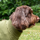 Close-up side profile of a brown curly-haired dog wearing a green knitted roll-neck dog jumper outdoors.