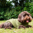 Brown curly-haired dog relaxing on grass in a green knitted dog jumper with roll neck and front leg sleeves.