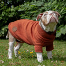 Brown and white dog wearing a rust orange knitted dog jumper with roll neck, short sleeves and branded patch while standing outdoors on grass.