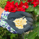 A container of Miracle-Gro Rose & Shrub plant food is placed on a wooden surface, surrounded by lush green foliage and blooming white and yellow roses.