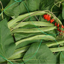 Green garden netting covering runner bean plants, designed to help protect growing vegetables and crops from birds and other garden pests.