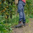 Blundstone 192 Chelsea work boots being worn outdoors, providing durable footwear for gardening, farming and outdoor work.