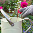 A gloved hand pours liquid from a red cap bottle into a cream watering can in a garden. Bright pink roses and green foliage frame the background.
