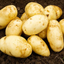A pile of freshly harvested yellow potatoes sits on dark, rich soil. The potatoes are smooth with some soil residue, conveying a sense of freshness.