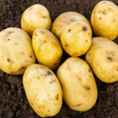 Freshly harvested yellow potatoes sit on dark, rich soil. The smooth, slightly speckled surfaces suggest they are clean and recently unearthed.