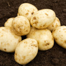 A pile of freshly harvested, beige potatoes with dirt spots sits on rich, dark soil. The scene conveys a sense of freshness and organic growth.