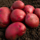 Seven red potatoes sitting on rich, dark soil. The potatoes are fresh, slightly dirty, and their vibrant colour contrasts with the brown earth.