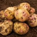 A pile of freshly harvested potatoes, covered in soil, sits on dark brown earth. The potatoes have patches of red and a rustic appearance.