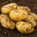 Freshly harvested potatoes on rich brown soil, their skin earthy with dirt. The image conveys a sense of natural abundance and rustic farming.