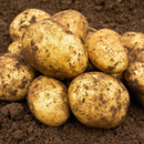 A pile of freshly harvested potatoes, covered in soil, rests on dark brown earth. The image evokes a sense of natural, rustic abundance.