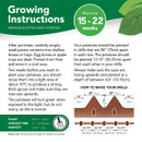 Growing instructions for premium Scottish seed potatoes. Text details planting guidelines and spacing. Diagram shows drill measurement and spacing. Maincrop harvest time is 15-22 weeks. Plant March-April, harvest June-July. Green and white background with leaf design.