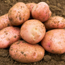 A pile of freshly harvested red potatoes rests on rich, brown soil. The potatoes are covered in dirt, conveying a sense of freshness and farm-to-table simplicity.