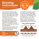 Growing instructions for premium Scottish seed potatoes. Plant 13-15 weeks, March-April; harvest June-July. Details on spacing: 28-inch rows, 12-15 inches apart. Illustration shows drill depth of 4-6 inches. Emphasizes cool storage and sunlight sprouting prep at 10°C. Bright orange and white design conveys clarity and guidance.