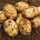 A pile of freshly harvested potatoes, covered in brown soil, rests on the ground. The image conveys a rustic and organic feel.