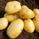 A pile of fresh, light brown potatoes rests on dark, rich soil. The image conveys a sense of harvest and natural abundance.