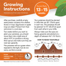 Growing instructions for premium Scottish seed potatoes, emphasizing 13-15 weeks growth. Instructions include storing in egg boxes, planting at 10°C two weeks before, and ensuring eyes face upwards. Diagram shows drills 28" apart with potatoes 12-15" apart and 4-6" deep. Plant March-April, harvest June-July.