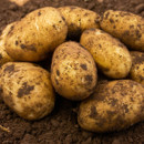 Freshly harvested potatoes covered in soil lie in a mound. The earthy texture and warm brown tones suggest a natural, farm-fresh authenticity.