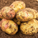 Freshly harvested potatoes covered in soil, piled on rich, brown earth. The scene conveys a sense of natural freshness and farm-to-table abundance.
