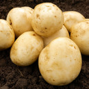 Close-up of several freshly harvested potatoes with light brown skin resting on dark soil, conveying a natural and earthy tone.