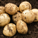 Freshly harvested potatoes with dirt cling to their smooth, round surfaces. They are nestled on rich, dark soil, conveying a sense of organic growth.