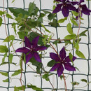 Smart Garden General Purpose 50mm Garden Mesh, Brown - 1m x 5m