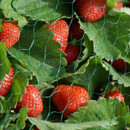 Ripe red strawberries growing among green leaves, protected by green garden netting.
