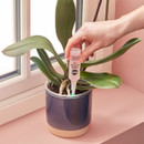 A hand tends to a green potted plant beside a window, inserting a pink capsule labelled "Once-A-Week Watering" into the soil. The scene is calm and nurturing.