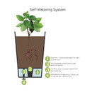 Illustration of a self-watering plant system diagram. A plant is in soil above water, with arrows showing water flow. Text highlights four system features.
