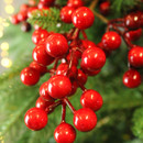 Close-up of vibrant red decorative berries on a green branch, surrounded by soft, blurred holiday lights.
